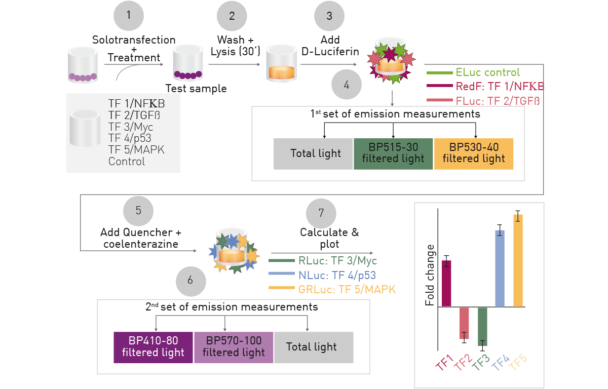 Establishing A Multiplex Hextuple Luciferase Assay To Examine Multiple